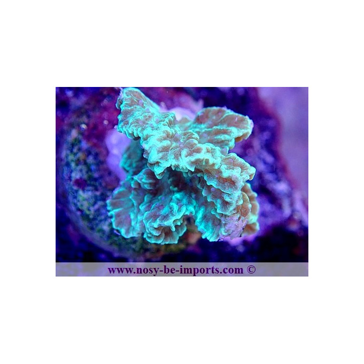 Merulina sp. WYSIWYG 30072022-29