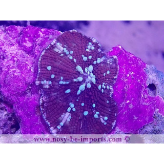 Discosoma sp. WYSIWYG 30072022-30