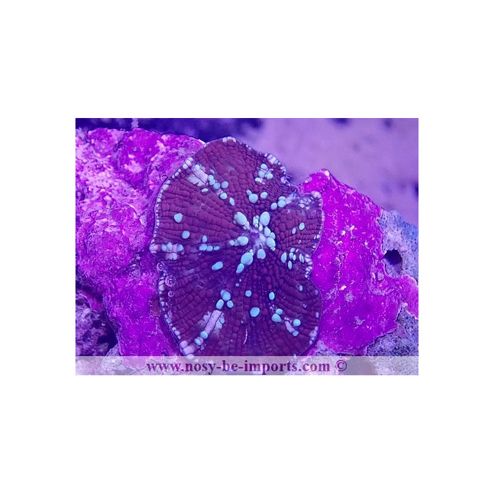 Discosoma sp. WYSIWYG 30072022-30