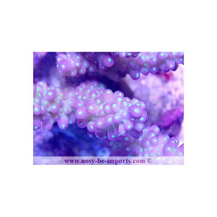 Acropora sp. WYSIWYG 30072022-32