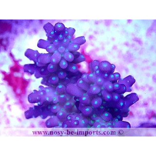 Acropora sp. WYSIWYG 30072022-32