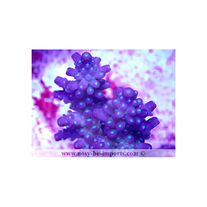 Acropora sp. WYSIWYG 30072022-32