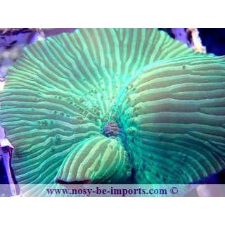 Actinodiscus striatus WYSIWYG 30072022-33