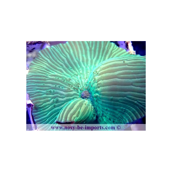 Actinodiscus striatus WYSIWYG 30072022-33