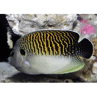 Apolemichthys Kingi