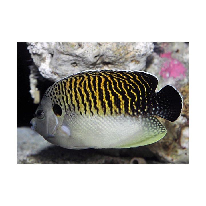 Apolemichthys Kingi