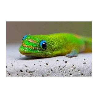 Phelsuma laticauda