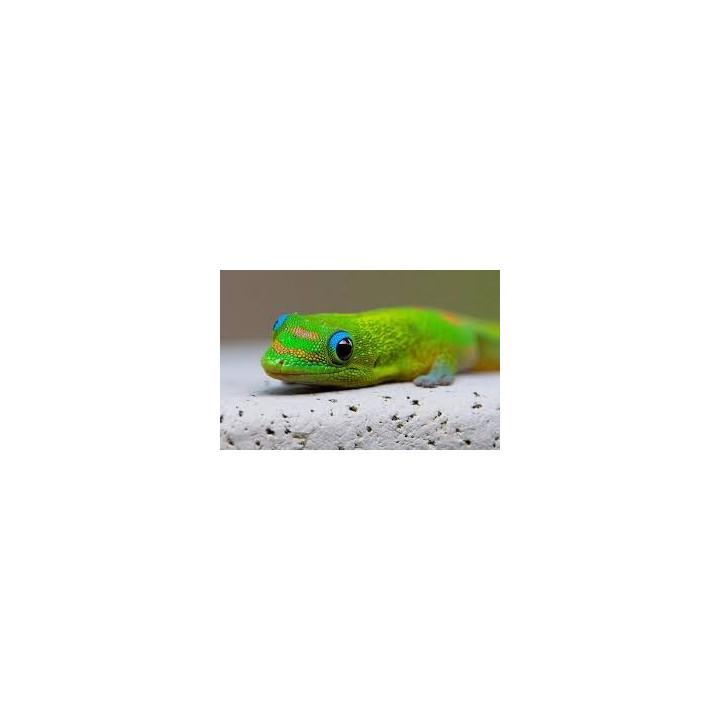 Phelsuma laticauda