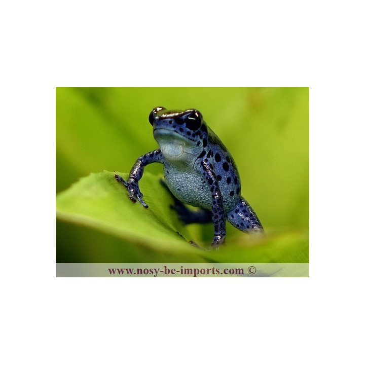 Oophaga pumilio Rio Colubre