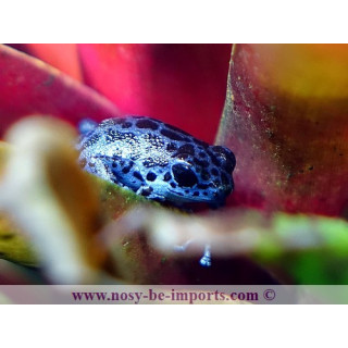 Oophaga pumilio Rio Colubre