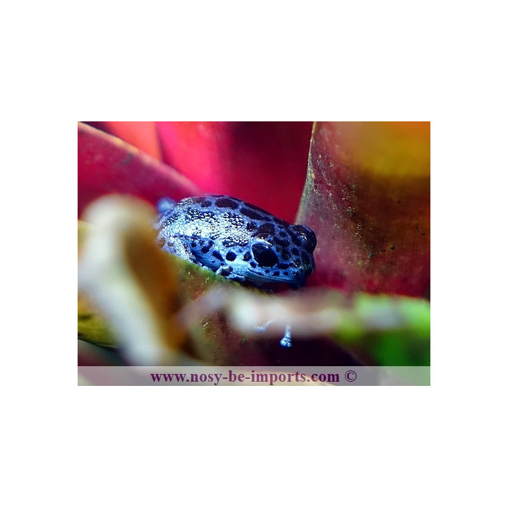 Oophaga pumilio Rio Colubre