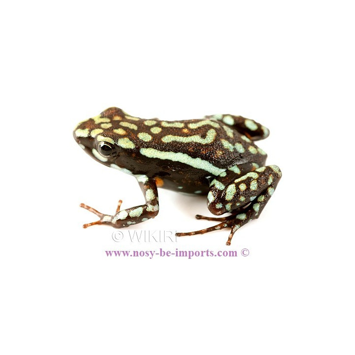 Epipedobates tricolor Cielito