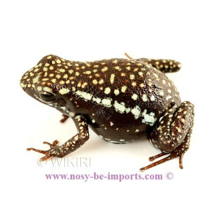 Epipedobates tricolor Cielito