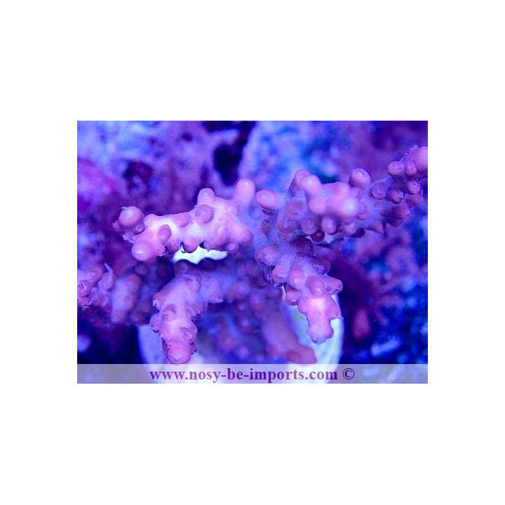 Acropora sp. USA WYSIWYG 30092022-1