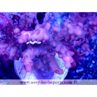 Acropora sp. USA WYSIWYG 30092022-1
