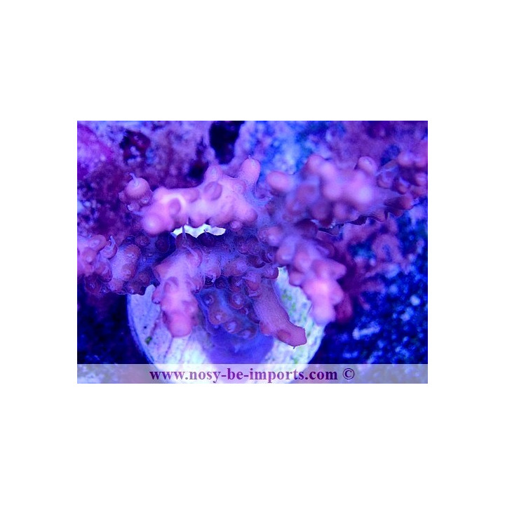 Acropora sp. USA WYSIWYG 30092022-1
