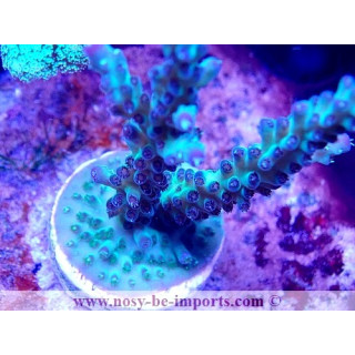 Acropora sp. WYSIWYG 30092022-2