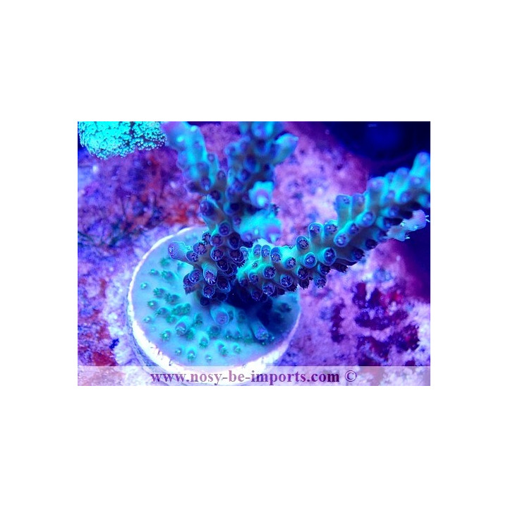 Acropora sp. WYSIWYG 30092022-2