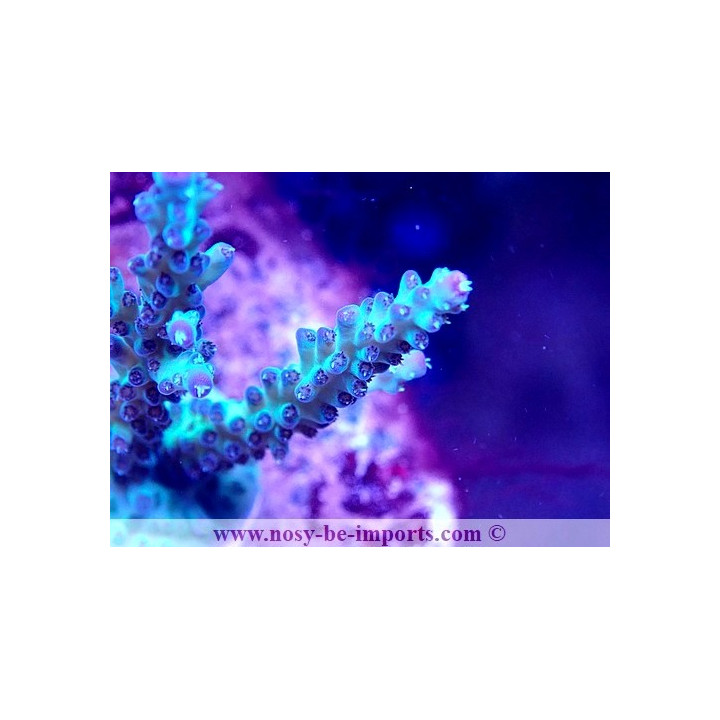 Acropora sp. WYSIWYG 30092022-2