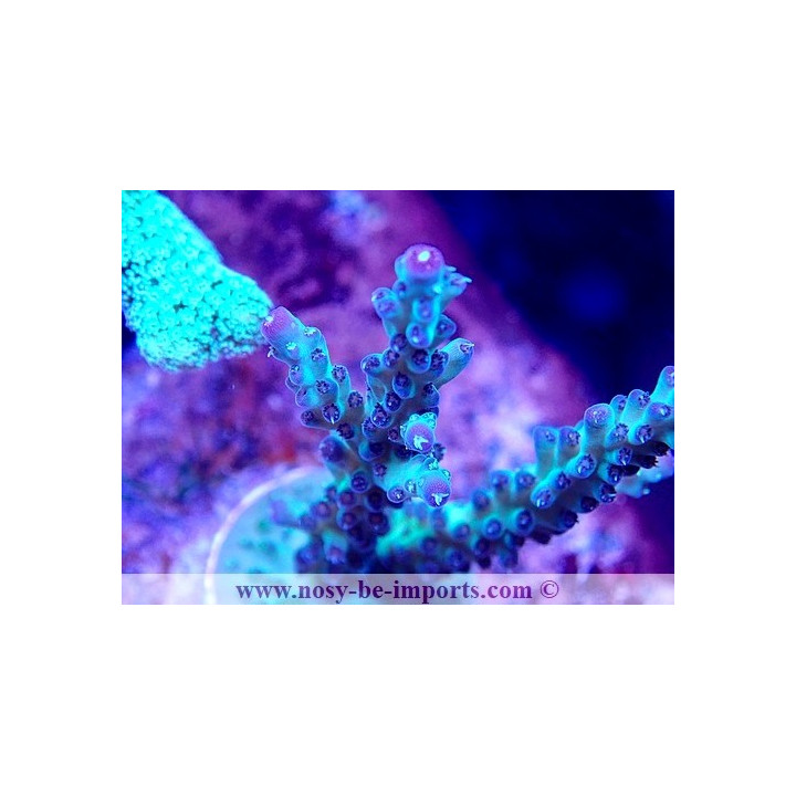 Acropora sp. WYSIWYG 30092022-2