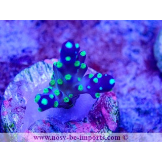 Acropora sp. USA WYSIWYG 30092022-3