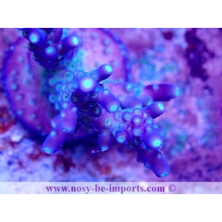 Acropora sp. USA WYSIWYG 30092022-4