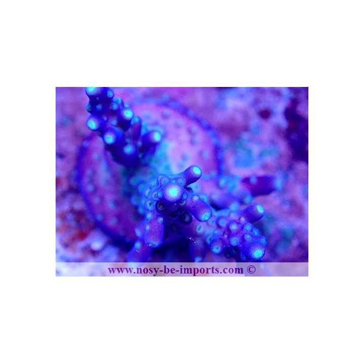 Acropora sp. USA WYSIWYG 30092022-4