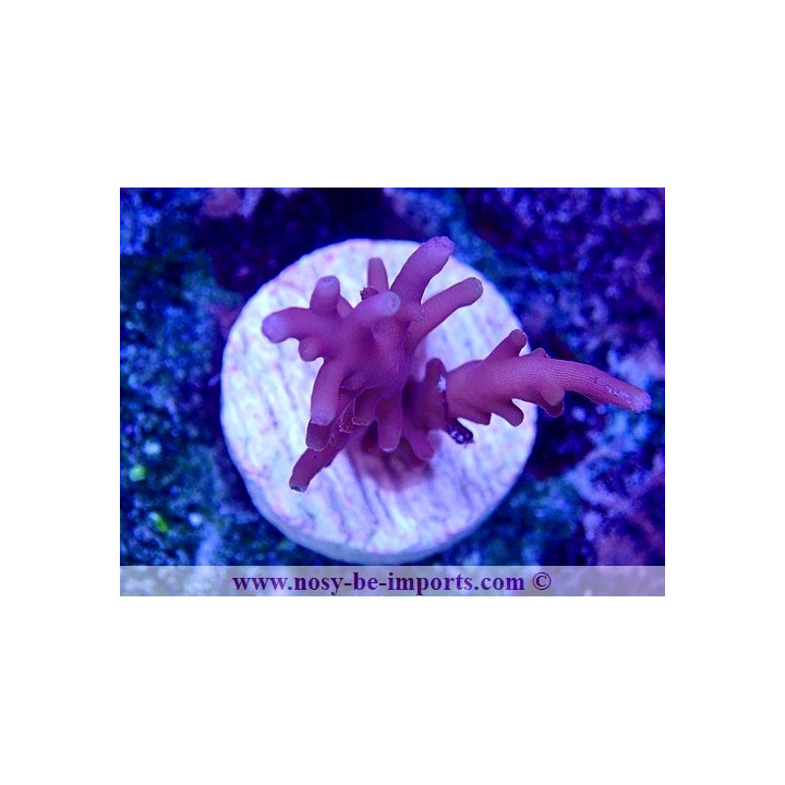 Acropora carduus WYSIWYG 30092022-5