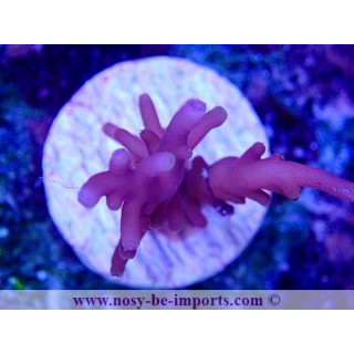 Acropora carduus WYSIWYG 30092022-5