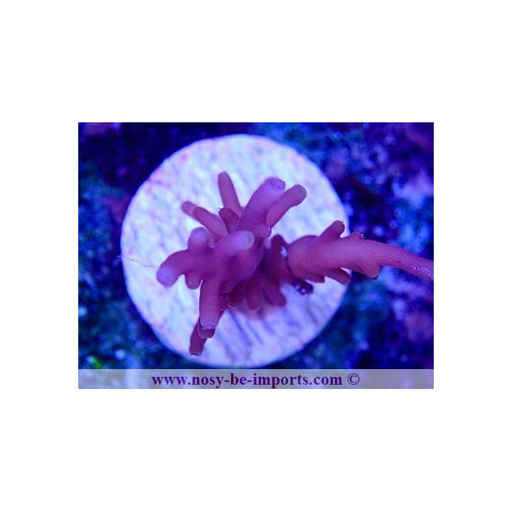 Acropora carduus WYSIWYG 30092022-5