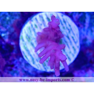 Acropora carduus WYSIWYG 30092022-6