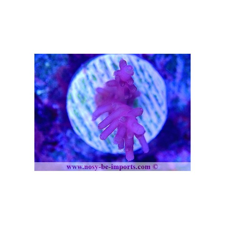 Acropora carduus WYSIWYG 30092022-6