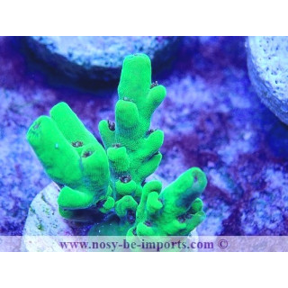 Acropora sp. USA WYSIWYG 30092022-7