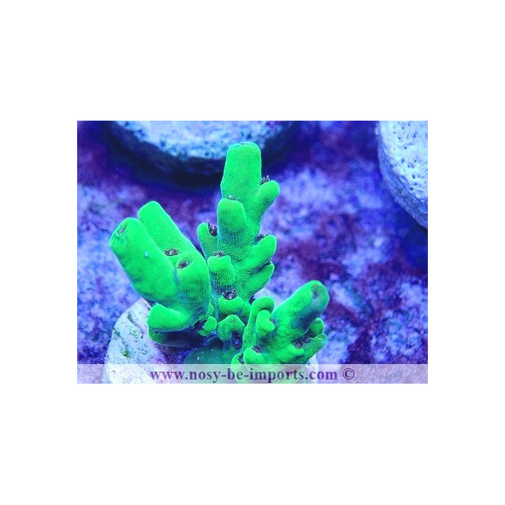 Acropora sp. USA WYSIWYG 30092022-7