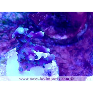 Acropora sp. USA WYSIWYG 30092022-10