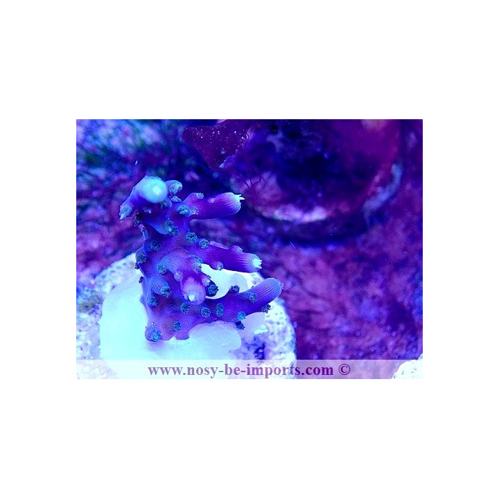 Acropora sp. USA WYSIWYG 30092022-10