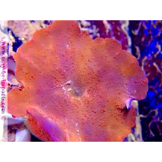 Discosoma sp. WYSIWYG 30092022-11