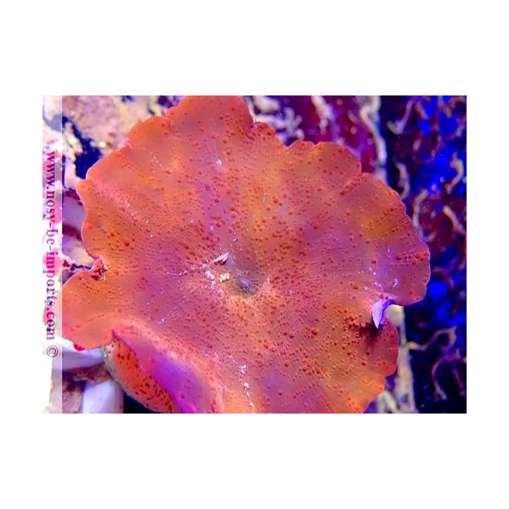 Discosoma sp. WYSIWYG 30092022-11