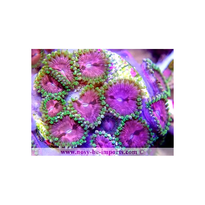 Zoanthus sp. USA WYSIWYG 30092022-12