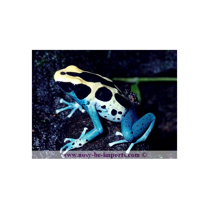Dendrobates tinctorius Patricia