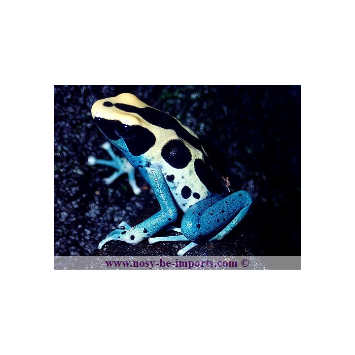 Dendrobates tinctorius Patricia