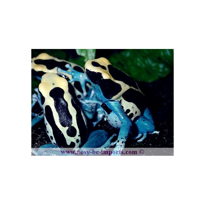 Dendrobates tinctorius Patricia