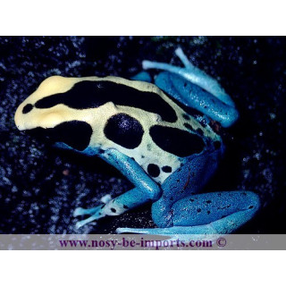 Dendrobates tinctorius Patricia