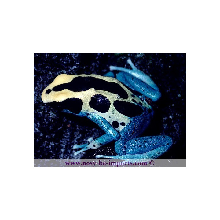 Dendrobates tinctorius Patricia
