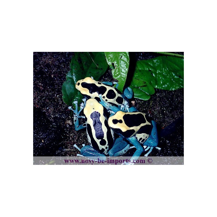 Dendrobates tinctorius Patricia