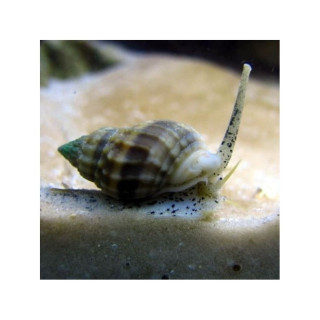 Nassarius vibex