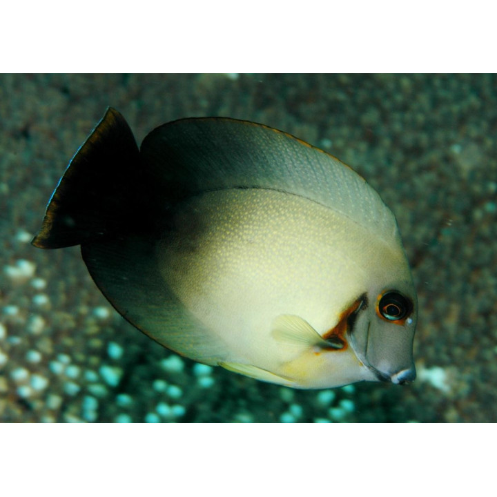 Acanthurus chronixis