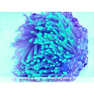 Euphyllia glabrescens WYSIWYG 16112022-1