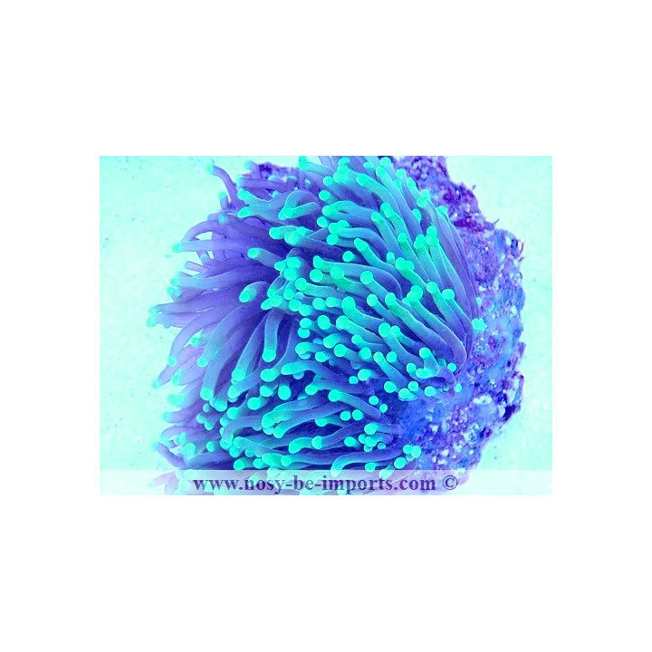 Euphyllia glabrescens WYSIWYG 16112022-1