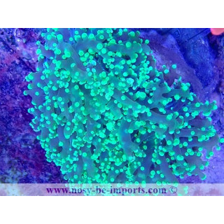 Euphyllia yaeyamaensis WYSIWYG 16112022-7